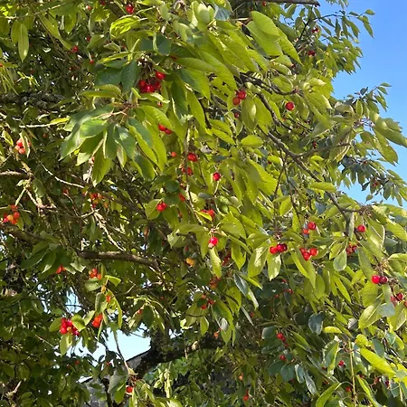 Aux 2 Cerisiers Virton