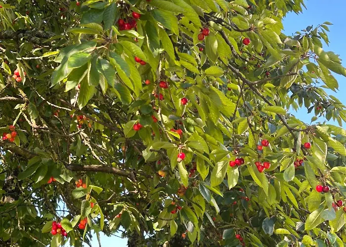 Aux 2 Cerisiers Virton